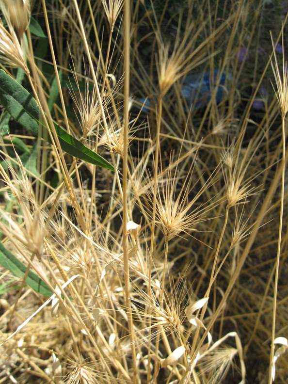 Image of Hordeum leporinum specimen.