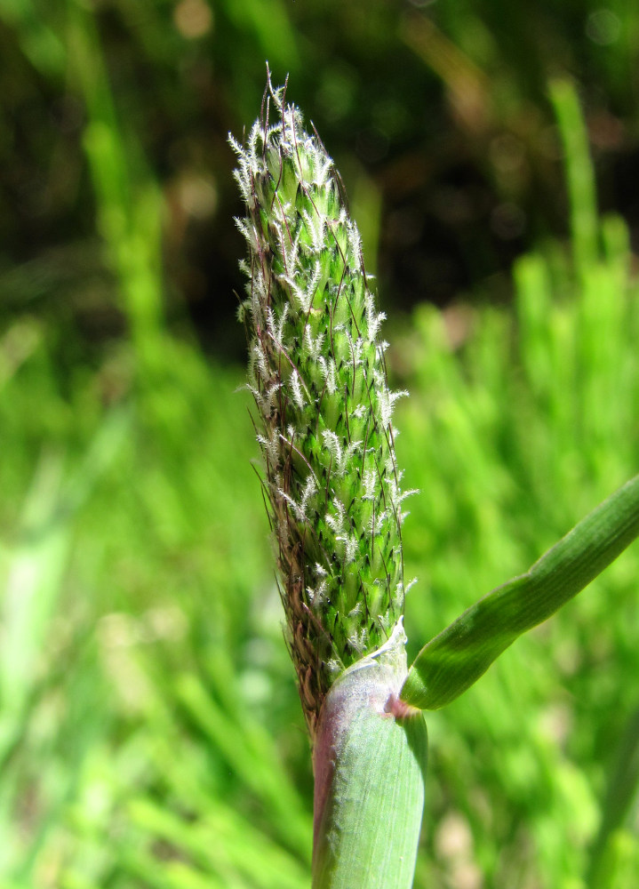 Изображение особи Alopecurus pratensis.