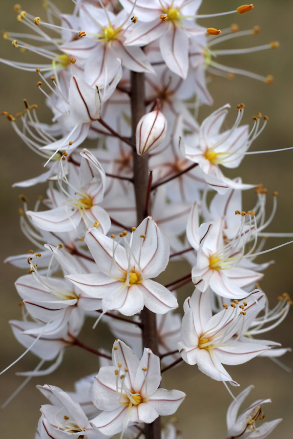 Изображение особи Eremurus tianschanicus.