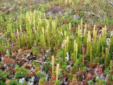 Lycopodium lagopus