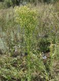 Conyza canadensis