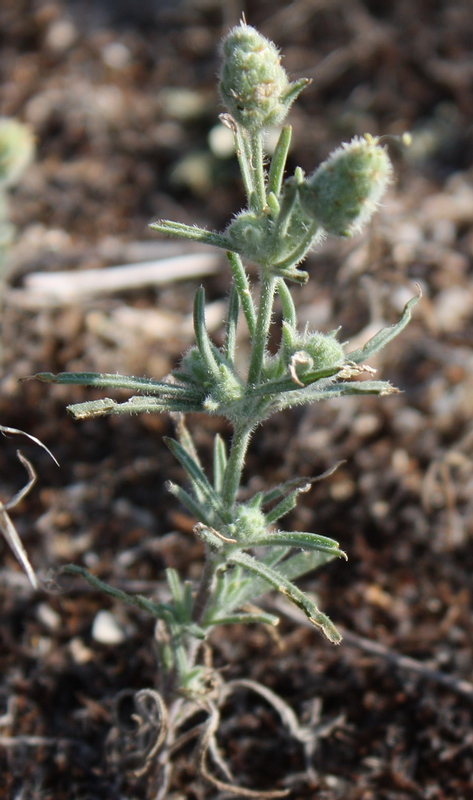 Image of Plantago arenaria specimen.