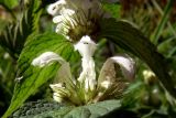 Lamium album