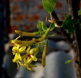 Ribes aureum. Соцветие. Средний Урал, Пермь, садовый участок, в культуре. 21.05.2016.