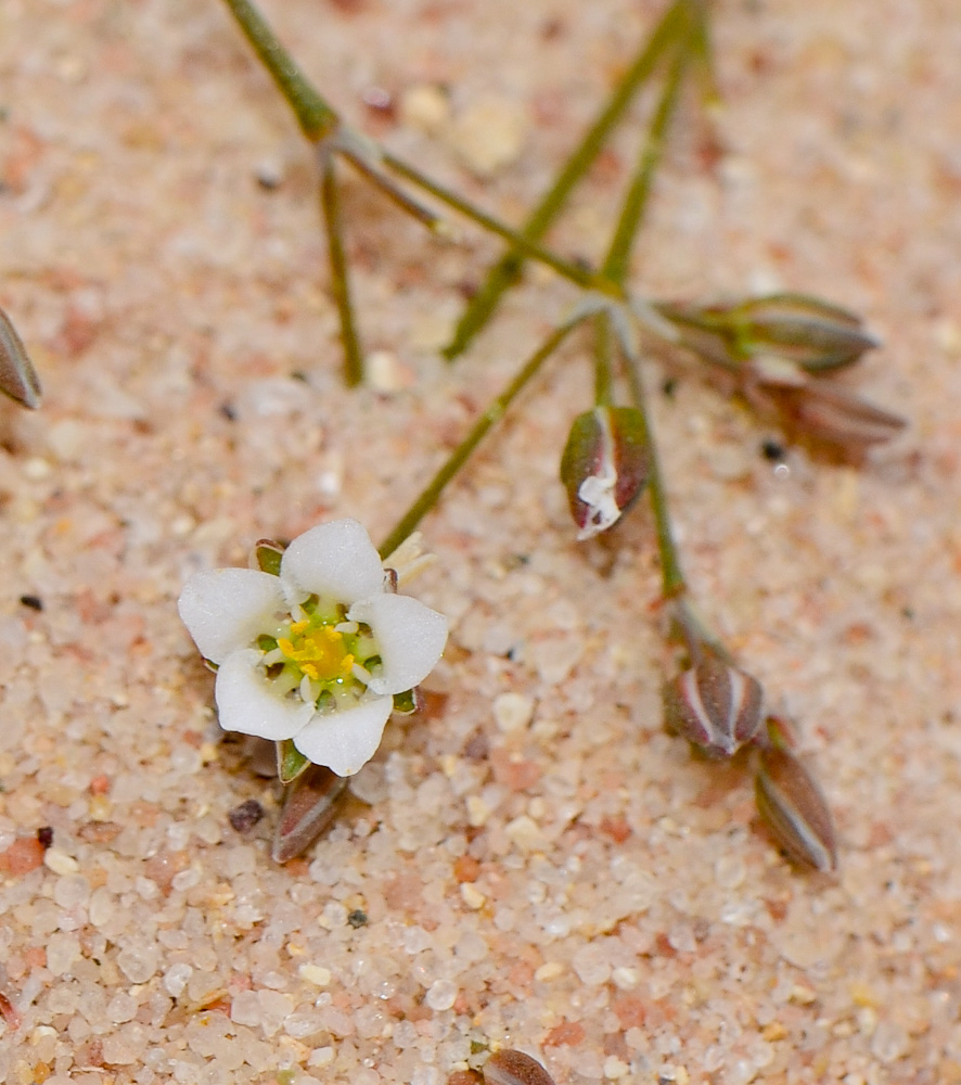 Изображение особи Polycarpaea robbairea.