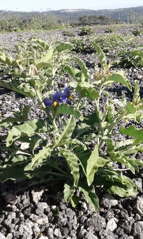 Изображение особи Solanum elaeagnifolium.