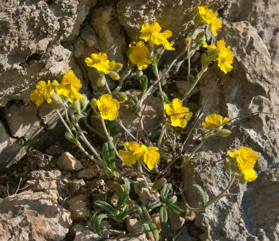 Изображение особи Helianthemum buschii.