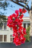 genus Bougainvillea. Верхушка побега с соцветиями. Греция, о. Крит, Ретимно (Ρέθυμνο), городское озеленение. 01.05.2014.