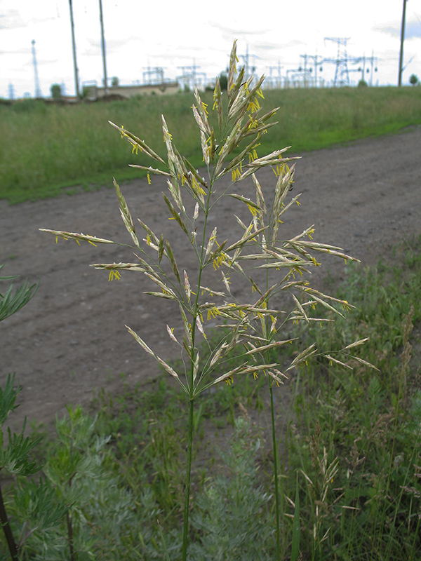 Изображение особи Bromopsis inermis.