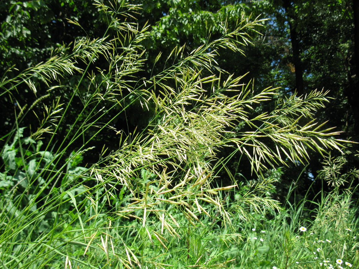 Image of Bromopsis inermis specimen.