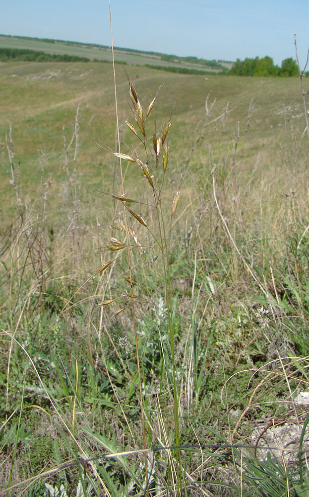 Image of Helictotrichon schellianum specimen.