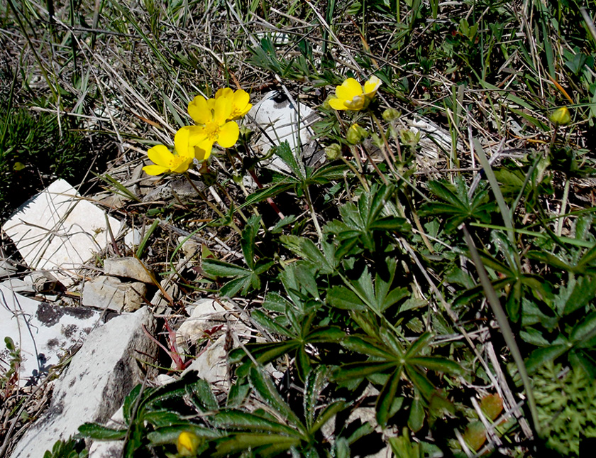 Изображение особи Potentilla sphenophylla.