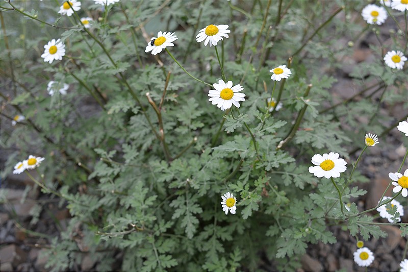 Image of genus Pyrethrum specimen.