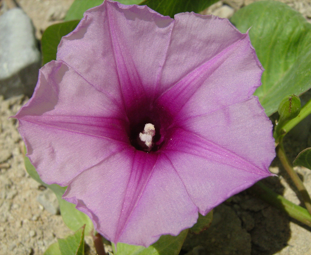 Изображение особи Ipomoea pes-caprae.