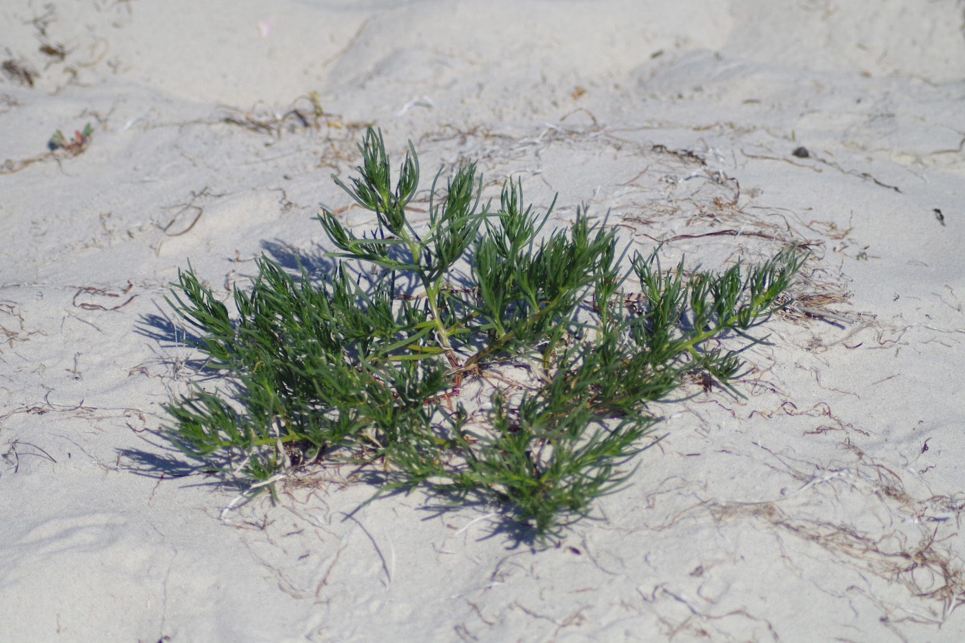 Изображение особи Salsola pontica.