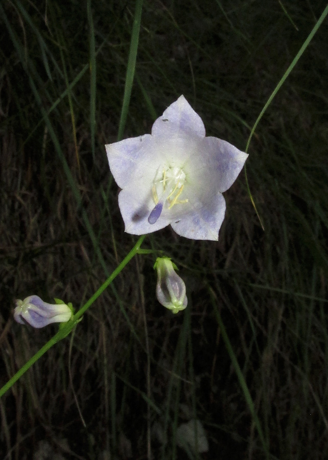 Image of Adenophora taurica specimen.