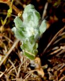 Bombycilaena erecta