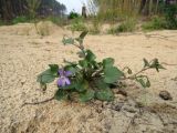 Viola rupestris