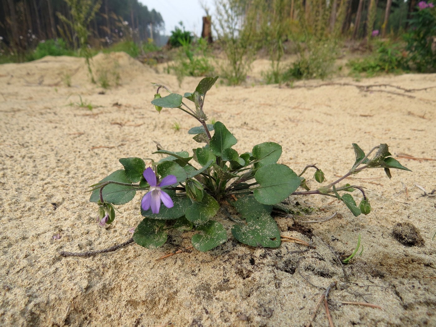 Image of Viola rupestris specimen.