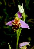 Ophrys apifera