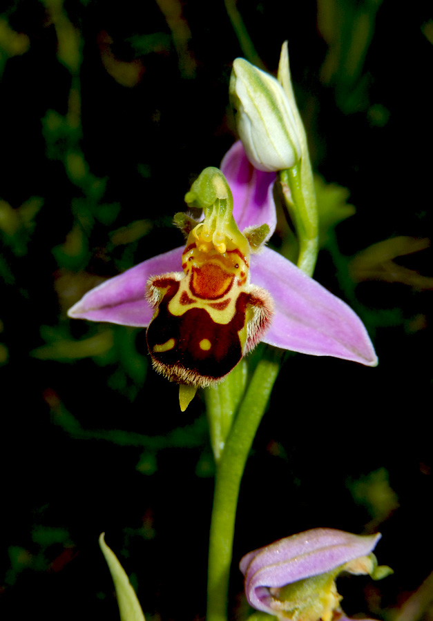 Изображение особи Ophrys apifera.