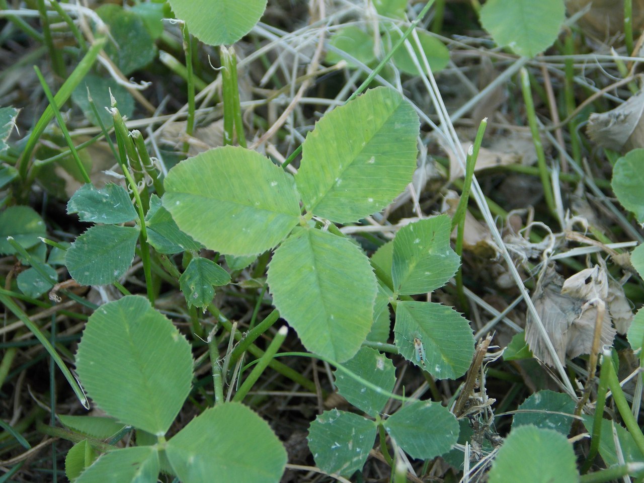 Изображение особи Trifolium fragiferum.