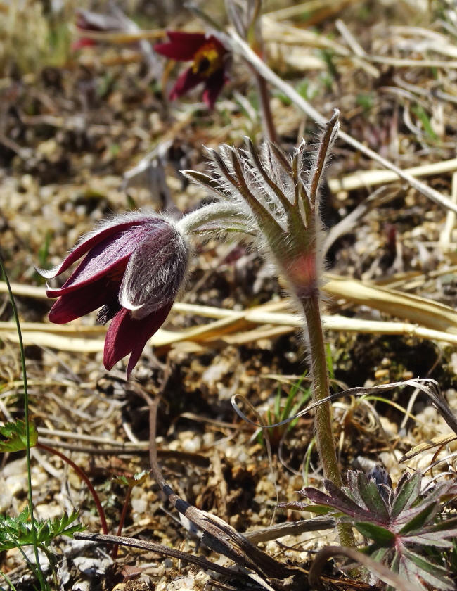 Изображение особи Pulsatilla cernua.