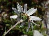 Chrysanthemum maximowiczii. Соцветие (вид со стороны обёртки). Приморье, окр. г. Находка, бухта Лашкевича, гора Сестра, в расщелине скалы на каменистом гребне отрога. 29.09.2016.