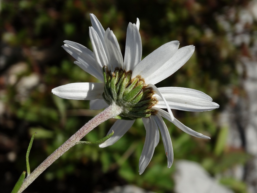 Изображение особи Chrysanthemum maximowiczii.
