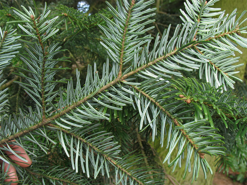 Image of Abies nordmanniana specimen.