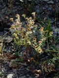 genus Heteropappus. Плодоносящее растение. Приморье, окр. г. Находка, на лесной тропинке. 09.10.2016.