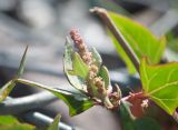 Atriplex prostrata