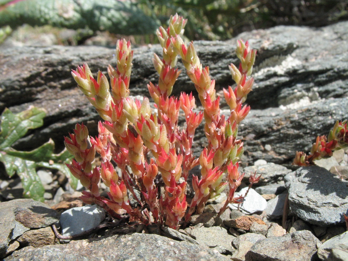 Image of Macrosepalum tetramerum specimen.