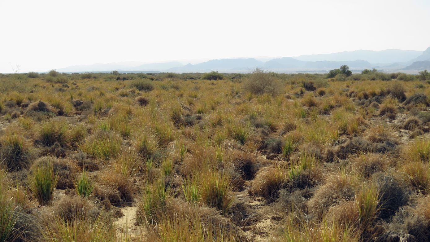 Изображение особи Eragrostis bipinnata.