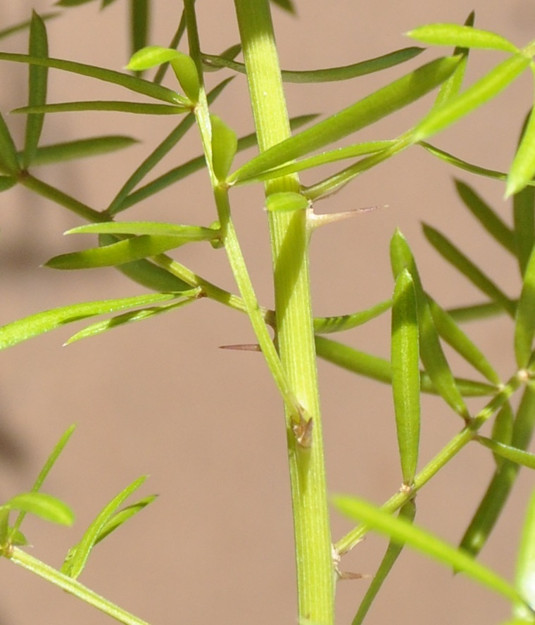 Изображение особи Asparagus densiflorus.