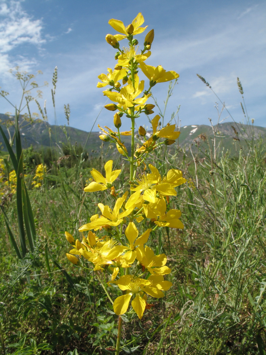 Image of Hypericum elongatum specimen.
