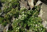 Spiraea trilobata. Заросли цветущих и отцветающих растений. Восточный Казахстан, Кокпектинский р-н, 25 км в горы от с. Пантелеймоновка, 1000 м н.у.м., сопка. 15.06.2016.