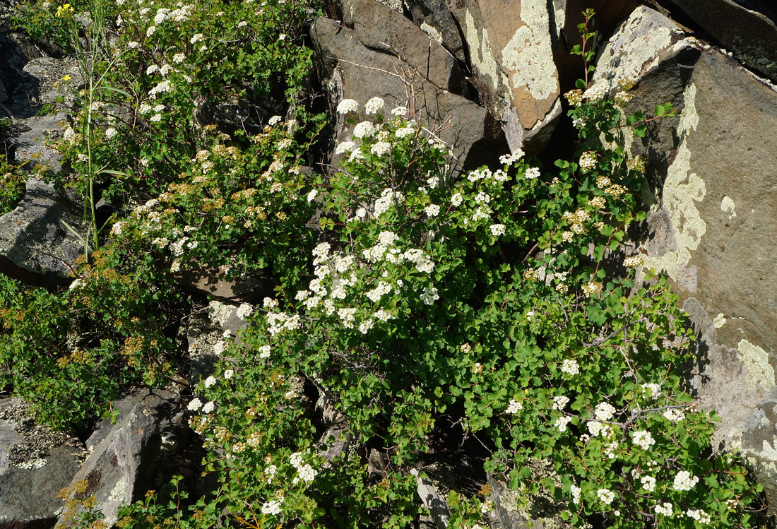 Изображение особи Spiraea trilobata.