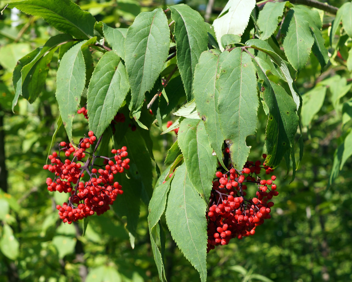 Image of Sambucus manshurica specimen.