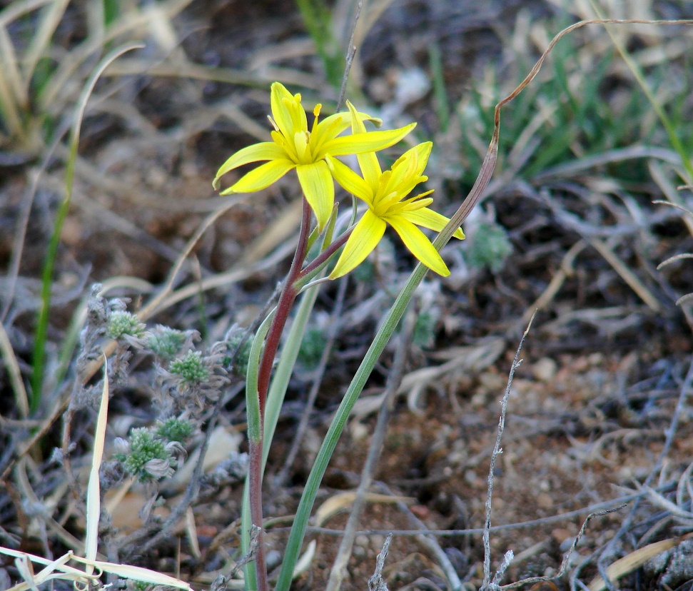 Изображение особи Gagea pauciflora.