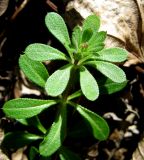 Galium aparine