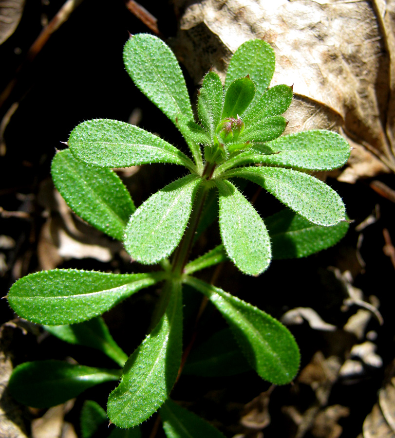 Изображение особи Galium aparine.