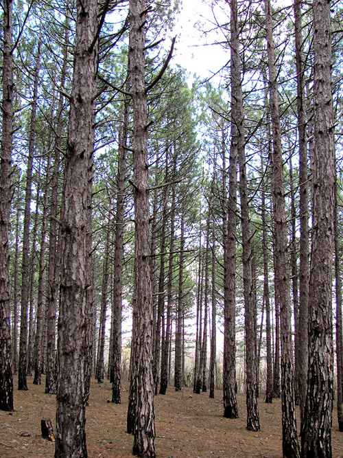 Изображение особи Pinus pallasiana.