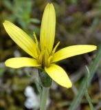 Image of taxon representative. Author is Роланд Цандекидис