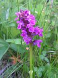 Dactylorhiza incarnata