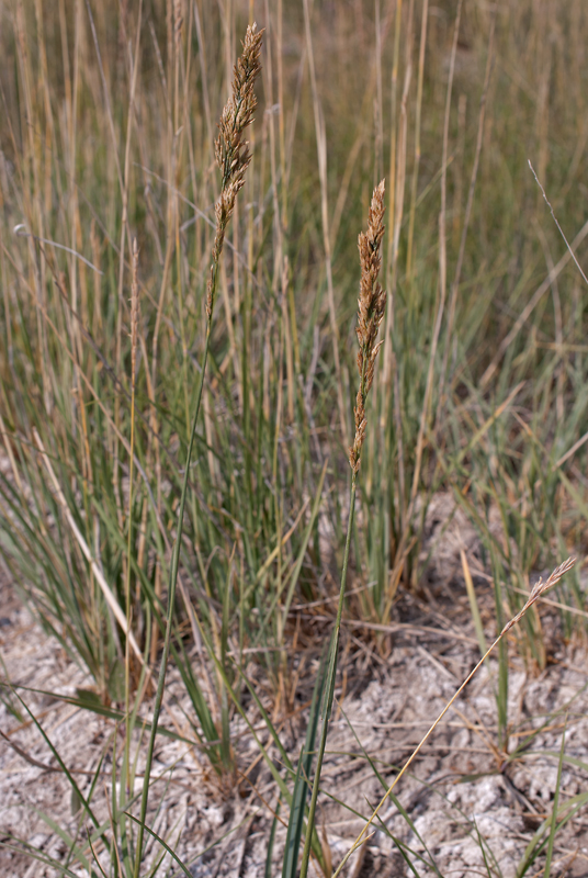 Image of Poa tianschanica specimen.