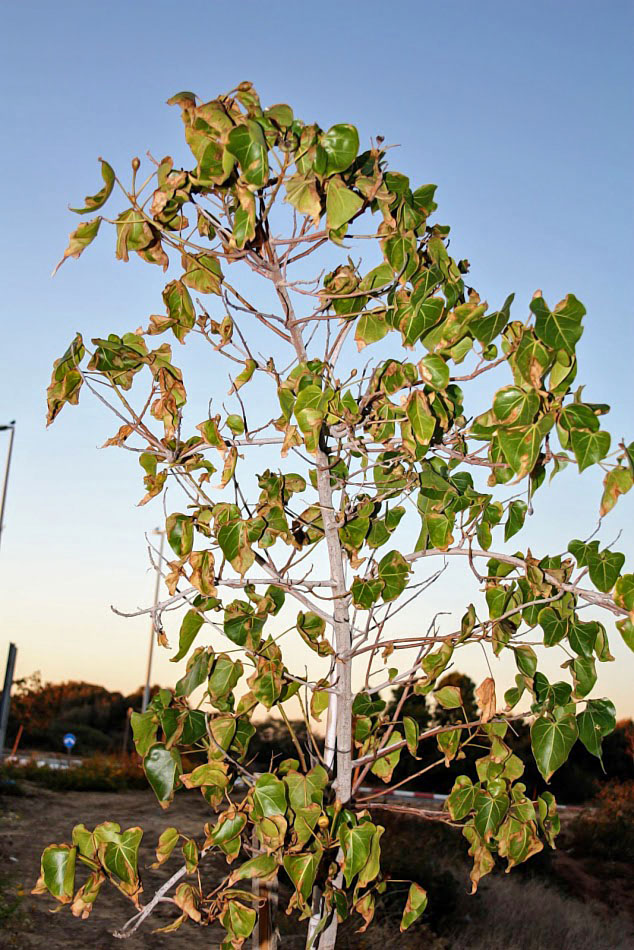 Image of Thespesia populnea specimen.