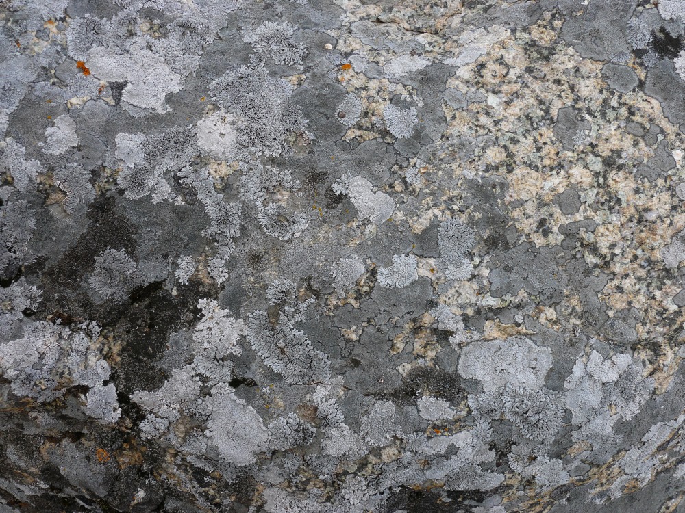 Image of class Lecanoromycetes specimen.