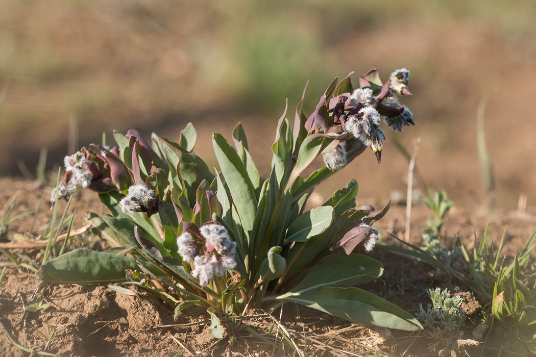 Изображение особи Rindera tetraspis.