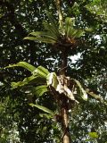 Asplenium nidus. Спороносящие растения на стволе дерева. Австралия, северо-восточный Квинсленд, окр. пос. Палума (Paluma), дождевой тропический лес. Конец сухого сезона (сезон gurreng). 29.09.2009.
